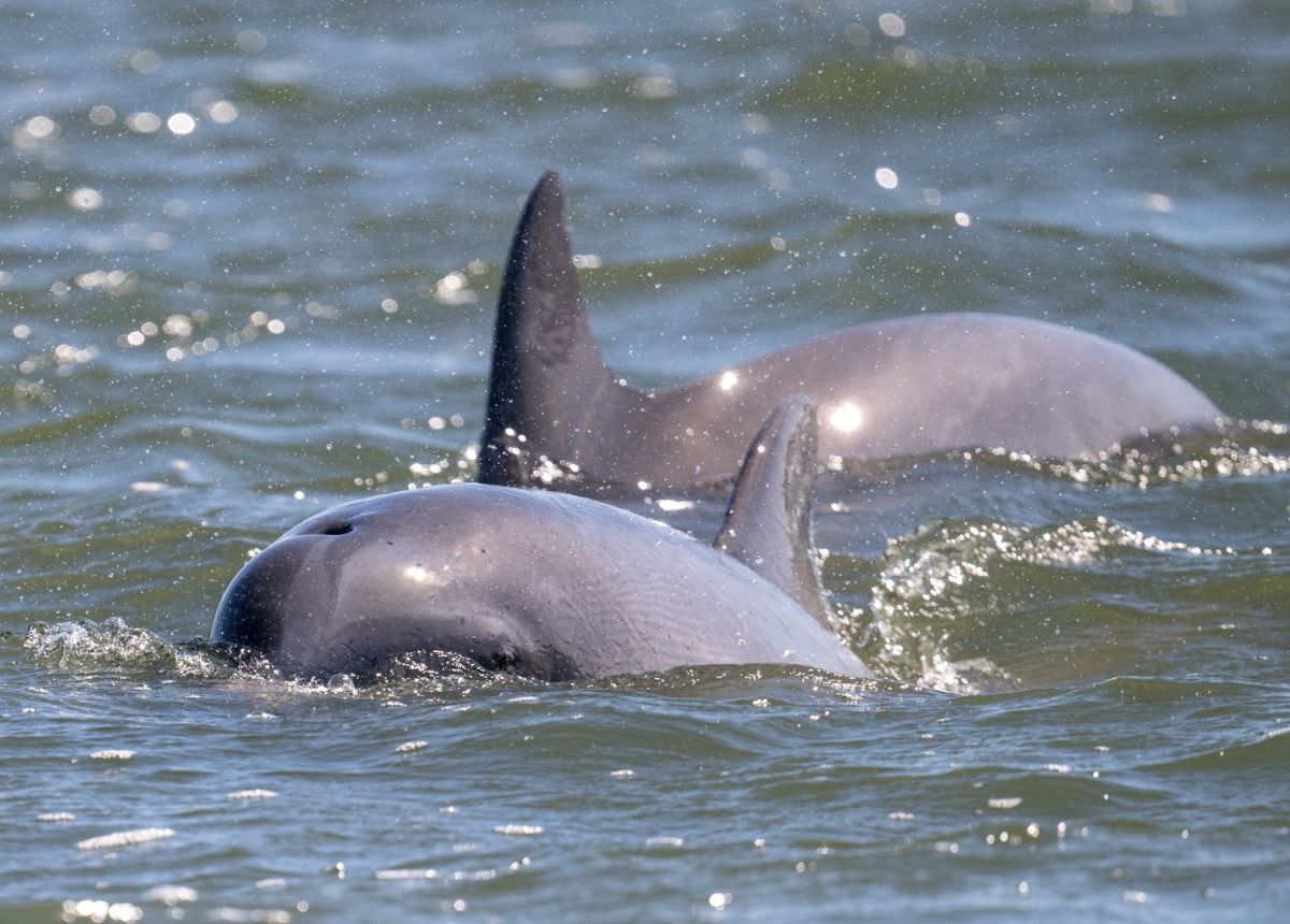 A dolphin surfacing beside a tour boat in a Lowcountry creek