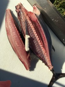 Abundant Seafood whole tuna