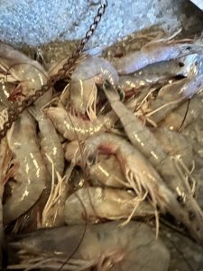 Livingston's Bulls Bay Seafood shrimp
