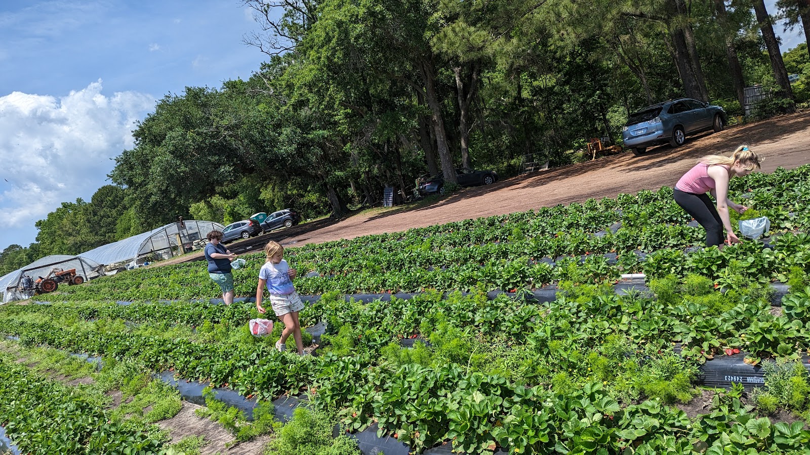 Ambrose Family Farm