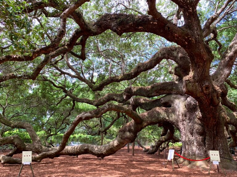Angel Oak Tree