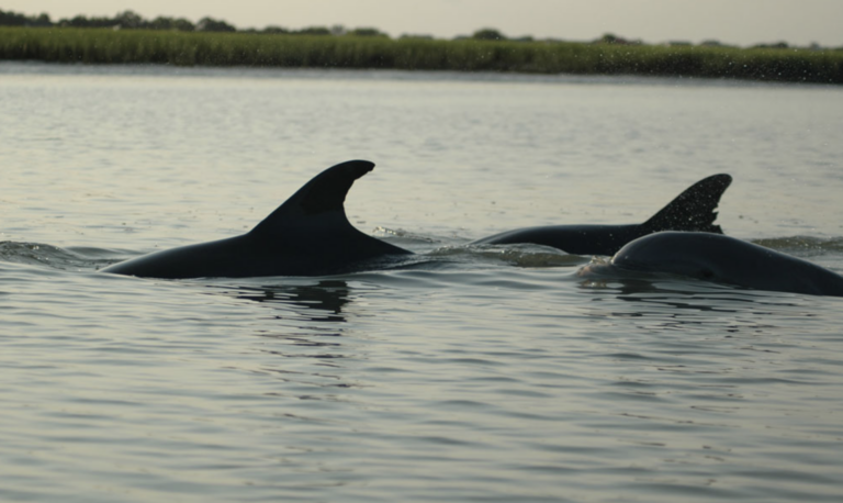 Coastal Expeditions at Downtown Beaufort