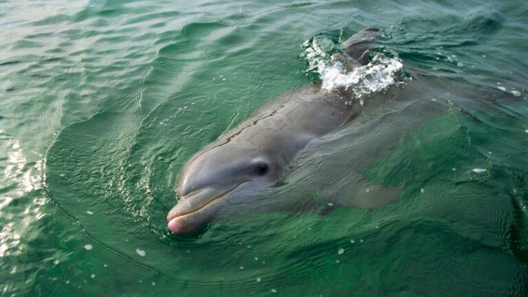 Captain Mark's Dolphin Cruise