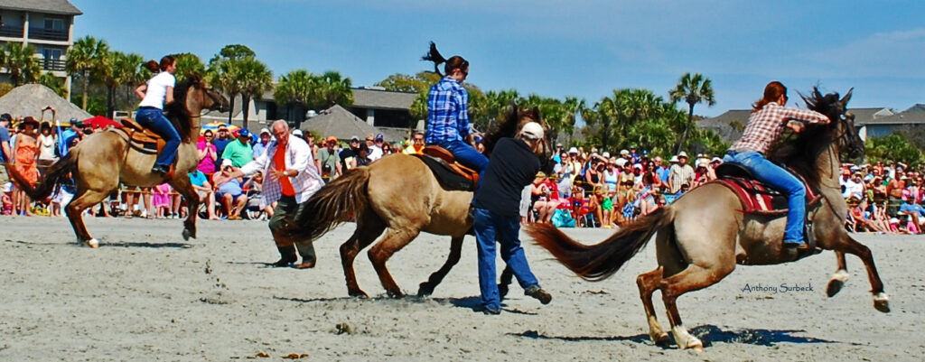 Gullah farmers kept the breed alive