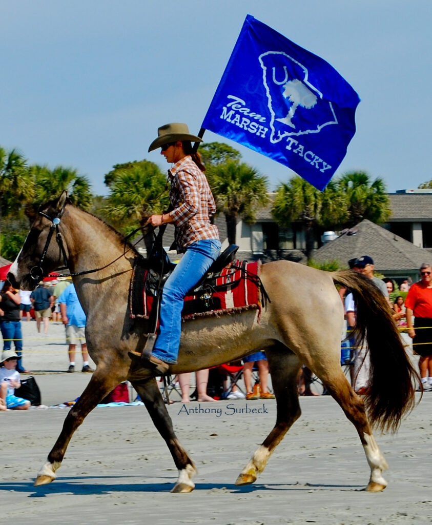 The Carolina Marsh Tacky: South Carolina’s Surviving Spanish Horse