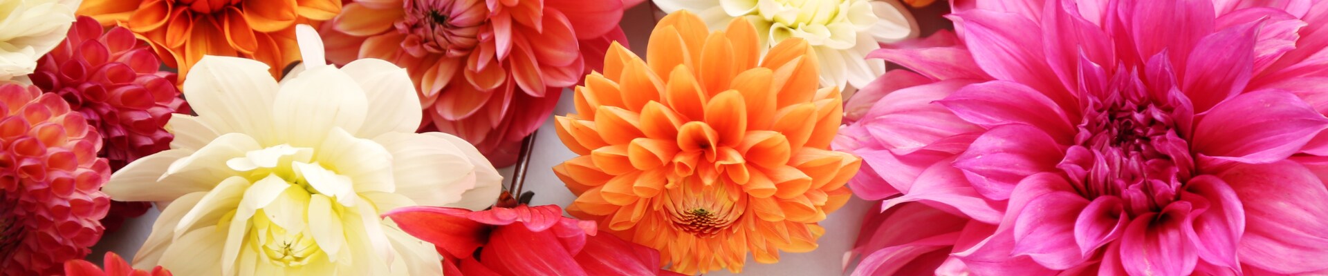 Tiger Lily Florist — work sample 4