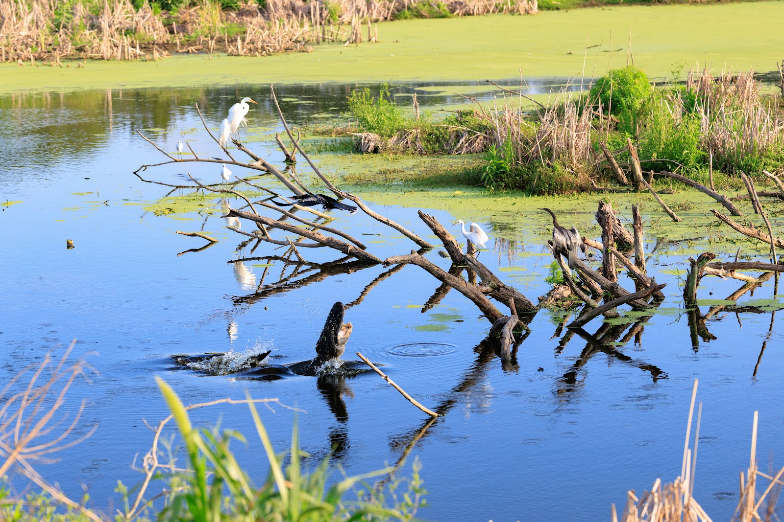 Pinckney Island National Wildlife Refuge
