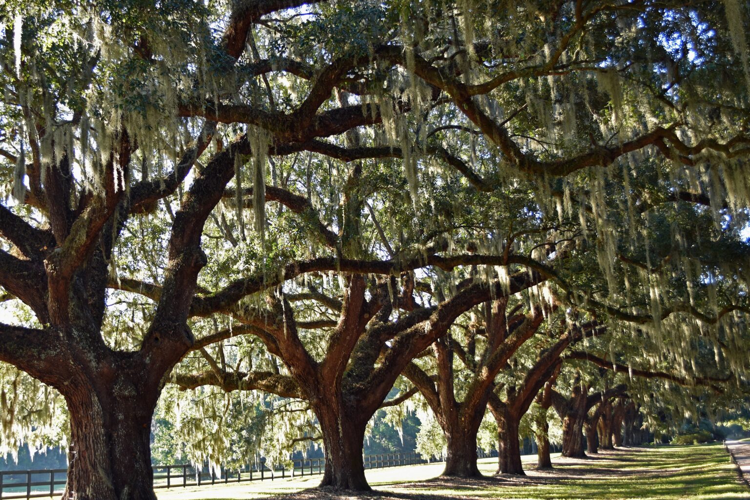 An avenue of moss-draped live oaks at Boone Hall, Mount Pleasant