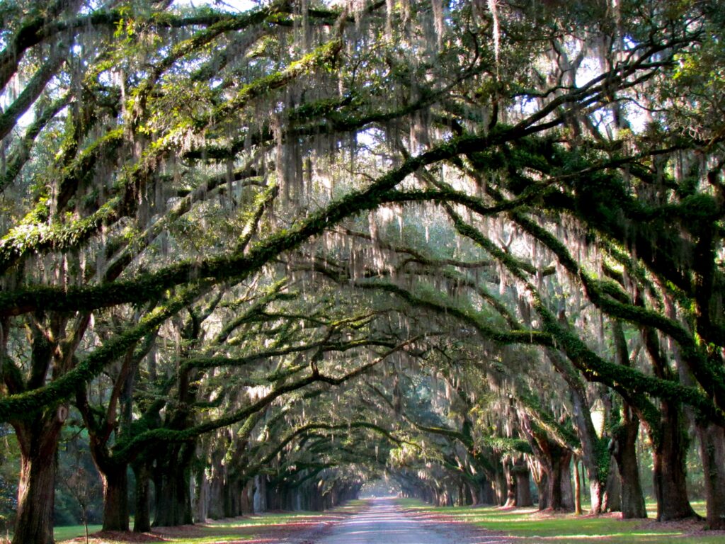 Wormsloe Historic Site