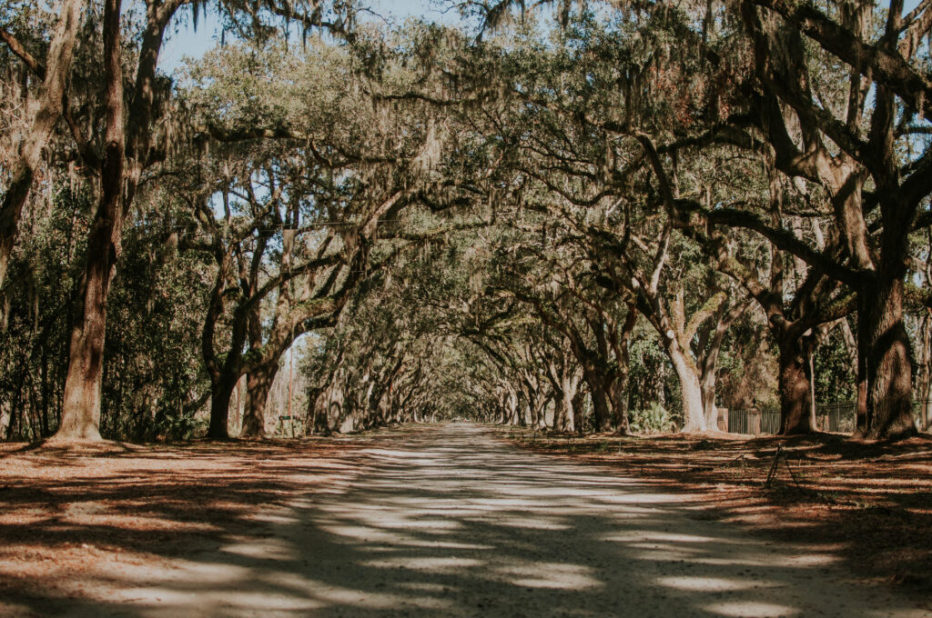 The Avenue at Wormsloe: The Prettiest Road in Georgia