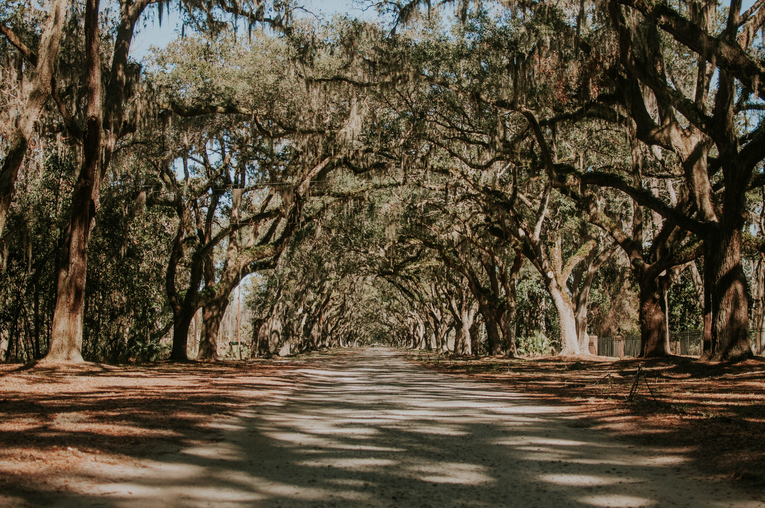 The avenue of oaks at Wormsloe