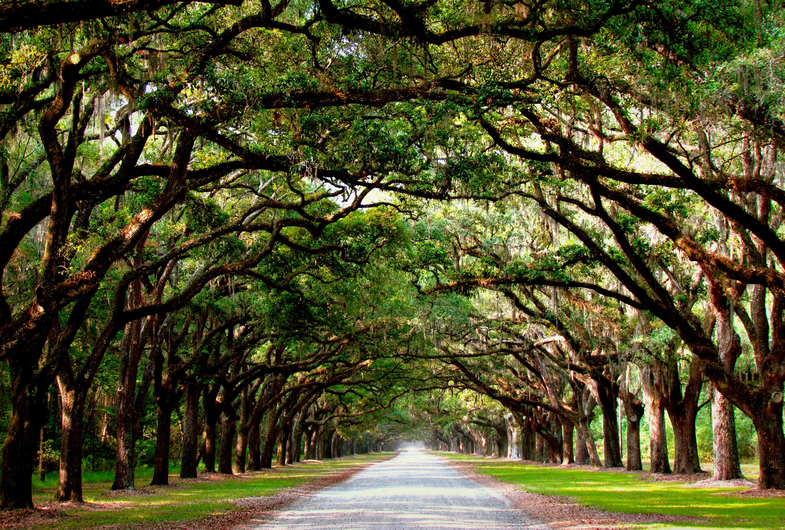 Spanish moss over the avenue at Wormsloe