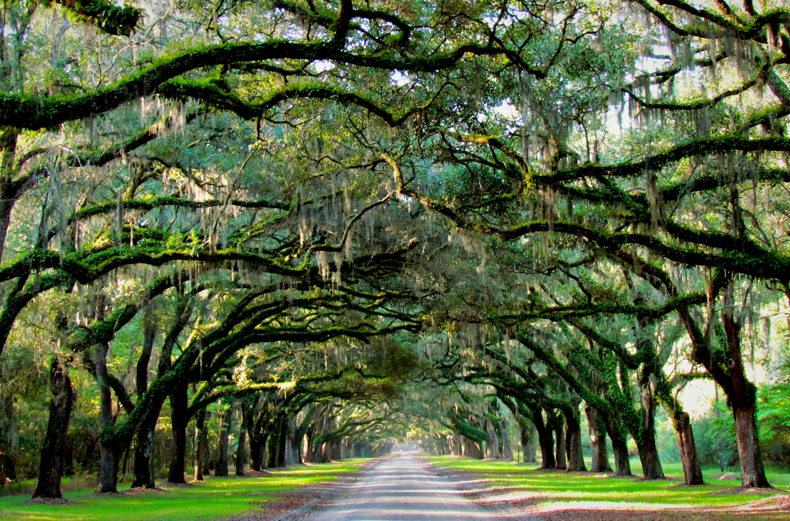 The live oak avenue at Wormsloe, Savannah