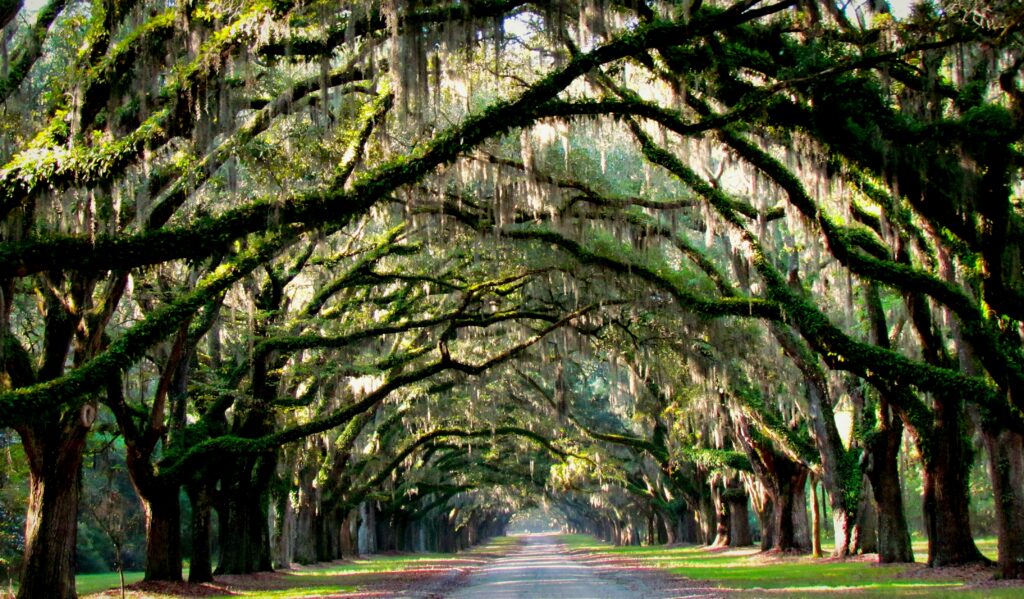 The most photographed road in Georgia is somebody’s driveway