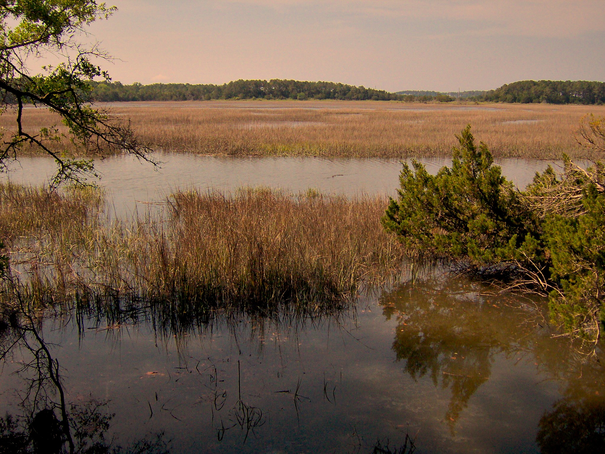 Marsh view from the trail at Wormsloe