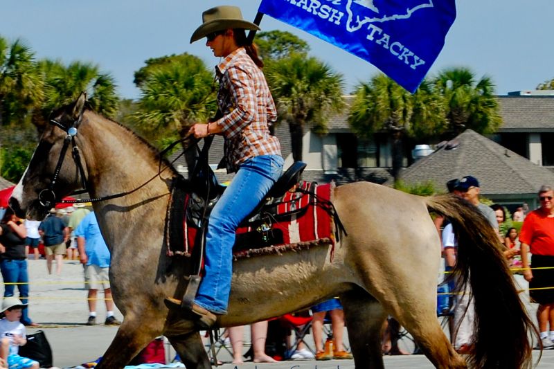 A Carolina Marsh Tacky on Hilton Head Island