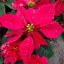 Vibrant red poinsettia bracts with water droplets in natural light