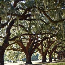 Spanish moss draping from live oaks along the Avenue of Oaks at Boone Hall, Mount Pleasant, South Carolina