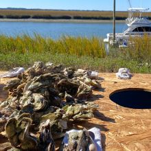 Cluster oysters piled on a plywood roast table beside a Lowcountry tidal creek